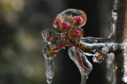 Lutte contre le gel par aspersion - Verger de poirier, Lanxade (24) : 10/03/2021